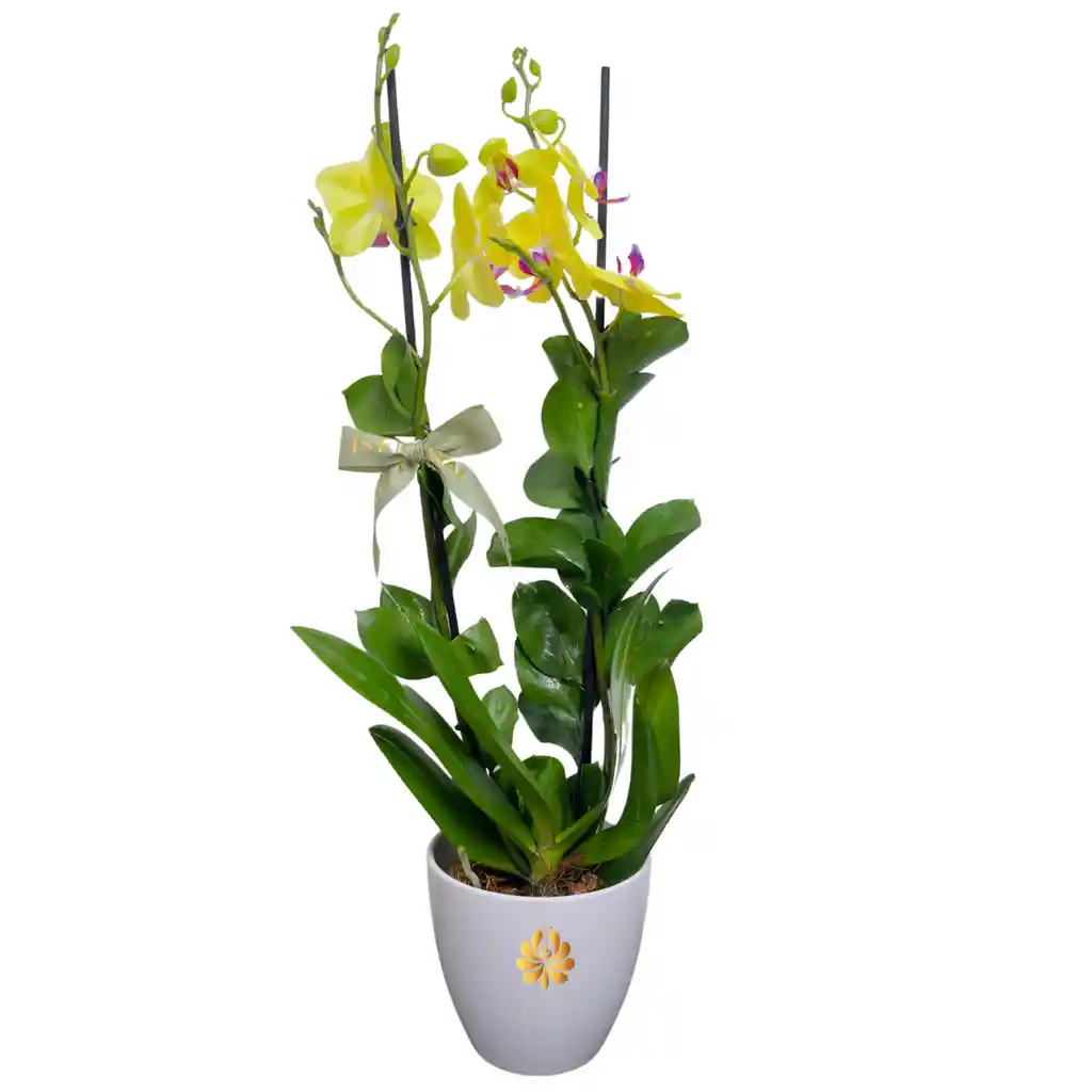 Planta De Orquídea Con Matera, Para Mamá