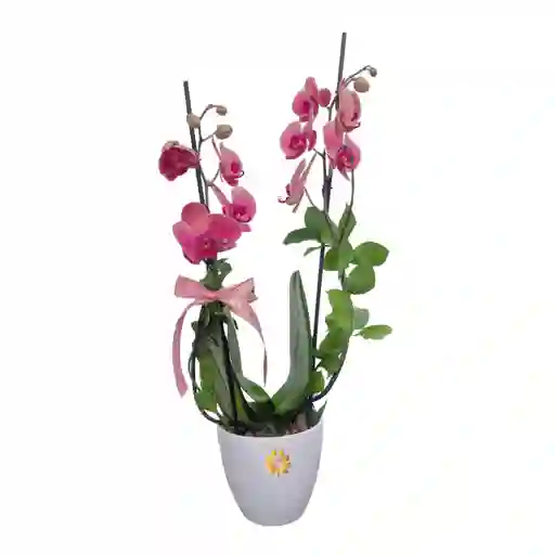 Planta De Orquídea Con Matera, Para Mamá