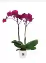 Orquídea De Dos Varas