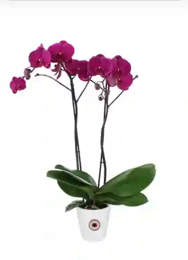 Orquídea De Dos Varas