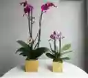 Orquídea De Dos Varas