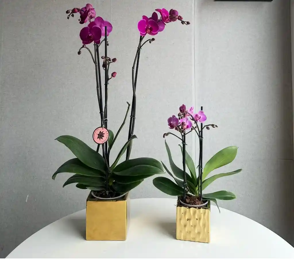 Orquídea De Dos Varas