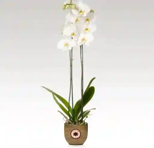 Orquidea Mini