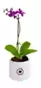 Orquidea Mini