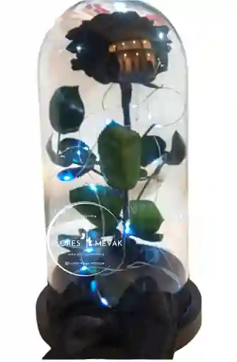 Rosa Preservada Negra
