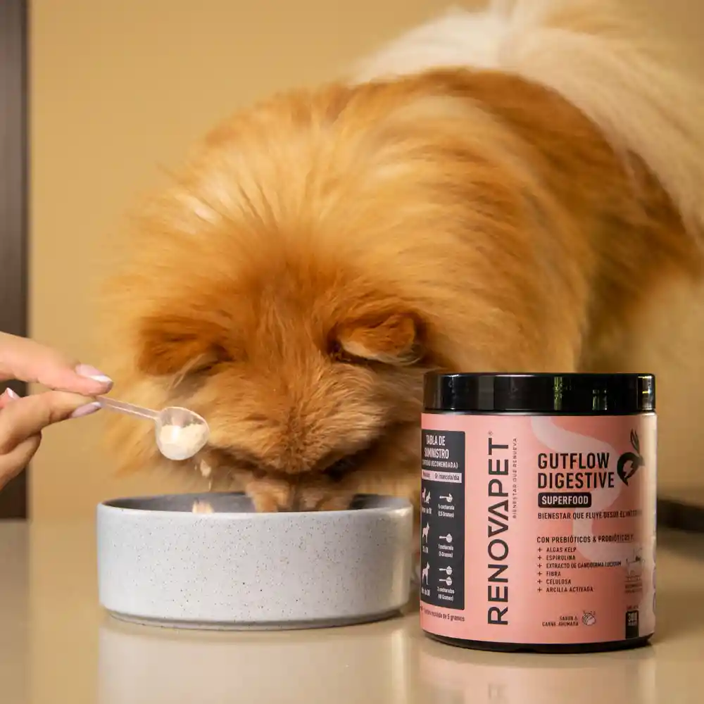 Suplemento Para Mejorar La Salud Digestiva | Gutflow Digestivo