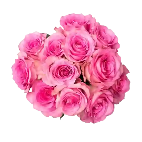 Rosa Rosada X24