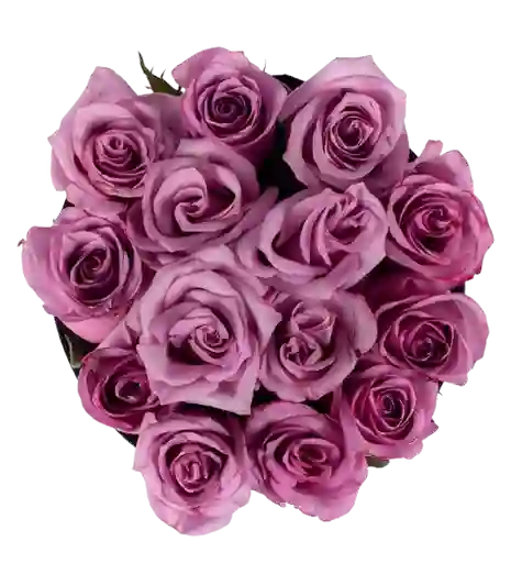 Rosa Lila X24