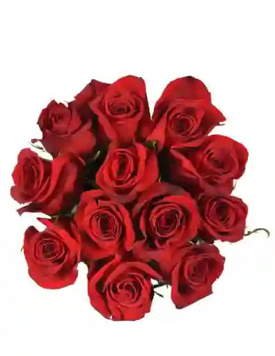 Rosas Rojas X24