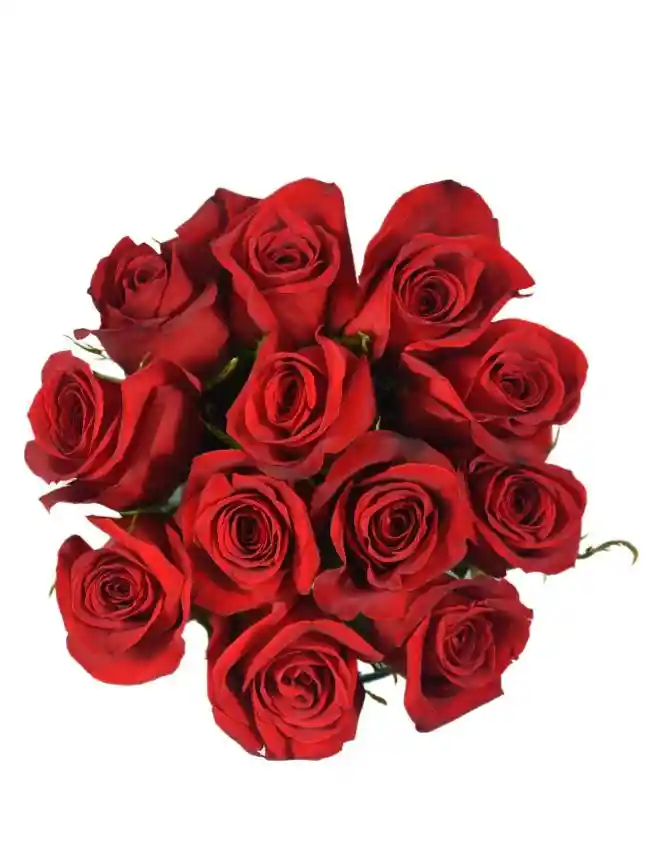 Rosas Rojas X24