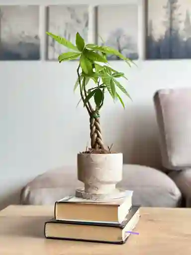 Pachira Miniatura O Árbol Del Dinero