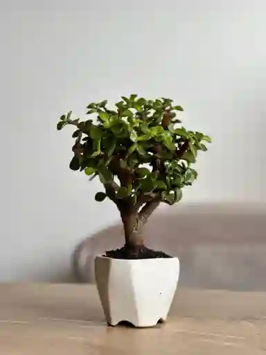 Mini Bonsái Jade Arbolito De La Abundancia