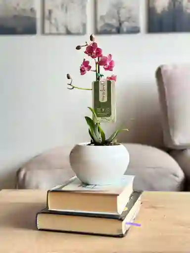 Orquídea Mini Rosada + Maceta Decorativa