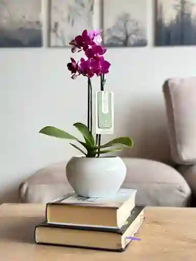 Orquídea Mini Morada + Maceta Decorativa