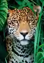 Rompecabezas 500 Piezas Jaguar En La Selva Clementoni