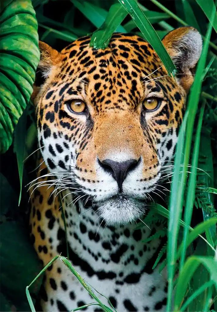 Rompecabezas 500 Piezas Jaguar En La Selva Clementoni