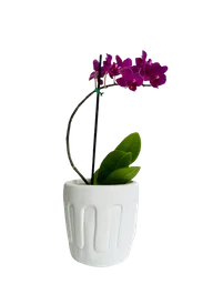 Orquídea Morada Con Matera
