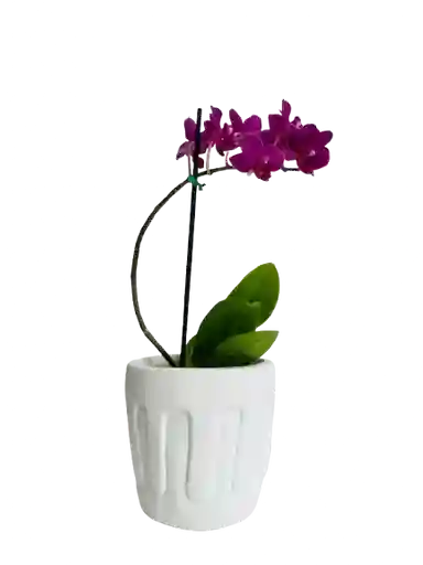 Orquídea Morada Con Matera
