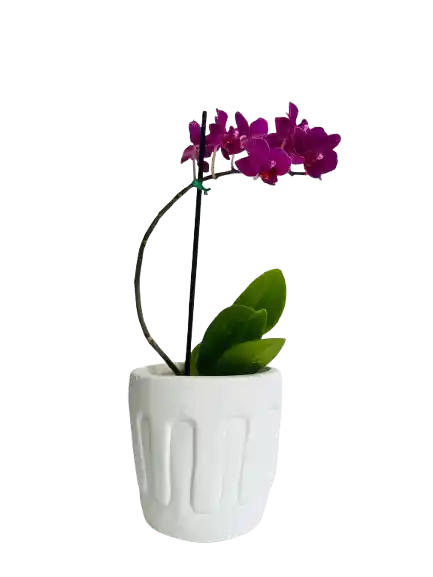Orquídea Morada Con Matera
