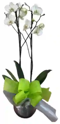 Planta De Orquideas Phalenopsys Blanca