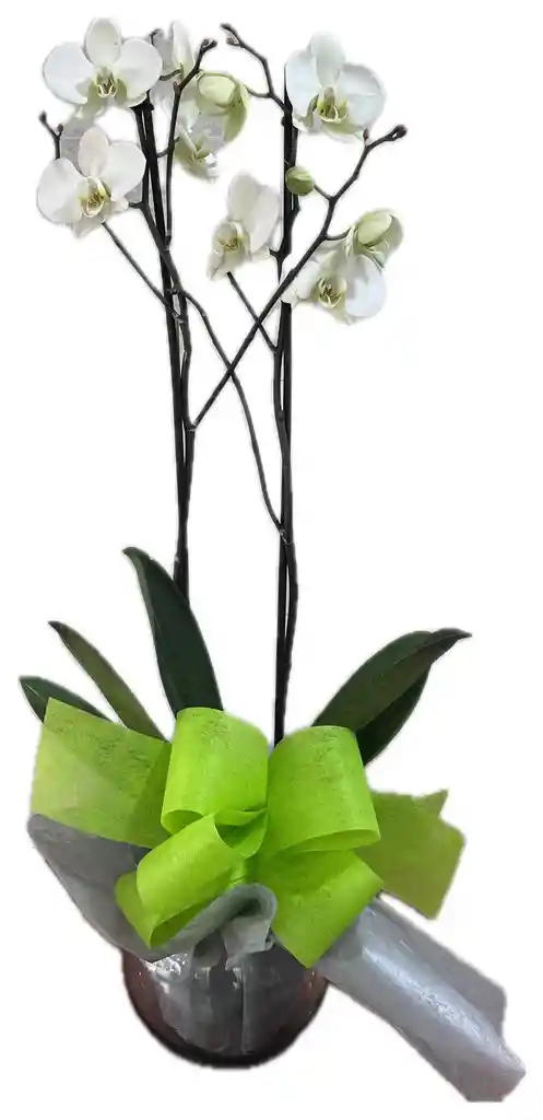 Planta De Orquideas Phalenopsys Blanca