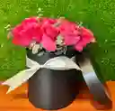 Rosas Rubí