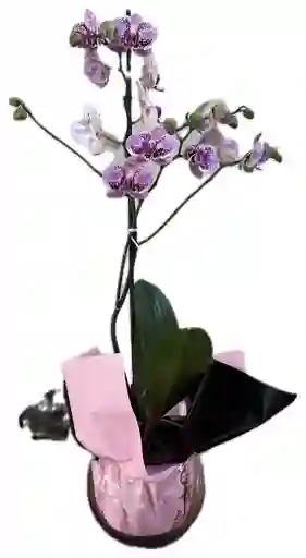 Orquídea Phalaenopsis Morada – Elegancia Natural