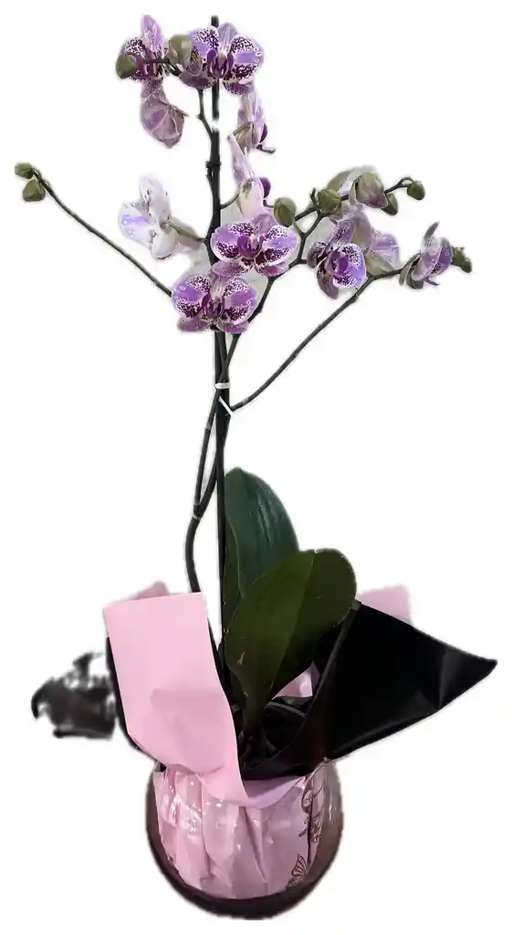 Orquídea Phalaenopsis Morada – Elegancia Natural