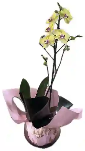 Planta Orquidea Phalenopsys Amarilla