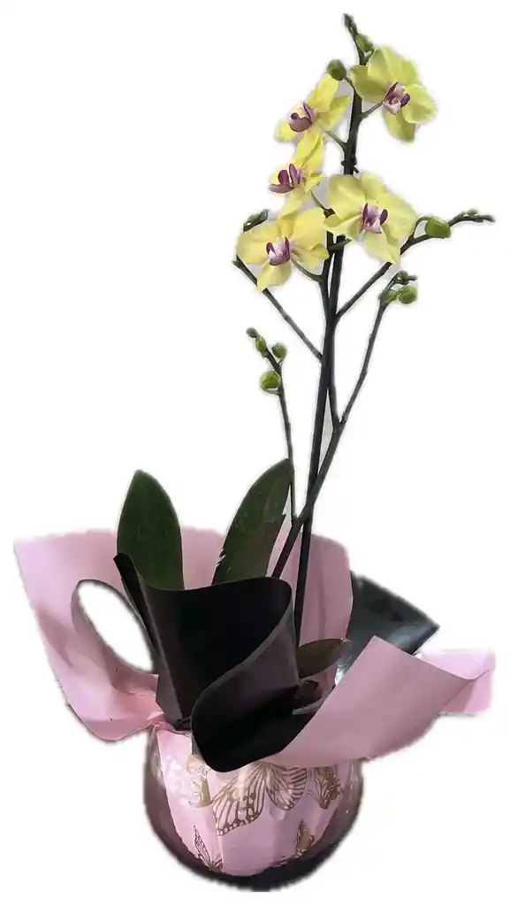Planta Orquidea Phalenopsys Amarilla