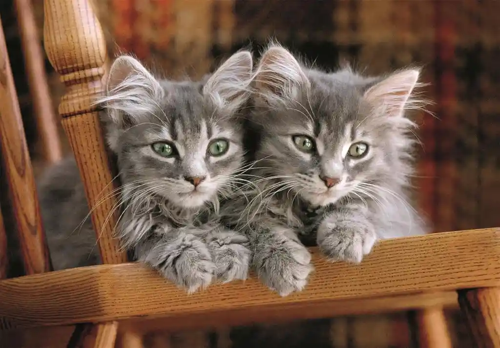 Rompecabezas 500 Piezas Gatitos Adorables Clementoni Adultos