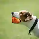 Juguete Interactivo Naranja