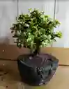 Bonsai En Matera De Concreto Y Piedra - Detalle Con Amor Para Regalo En Fecha Especial, Día Del Padre, Cumpleaños, Aniversarios, Condolencias, Graduación, Felicitación Y Agradecimiento.