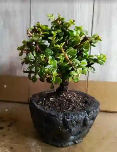 Bonsai En Matera De Concreto Y Piedra - Detalle Con Amor Para Regalo En Fecha Especial, Día Del Padre, Cumpleaños, Aniversarios, Condolencias, Graduación, Felicitación Y Agradecimiento.