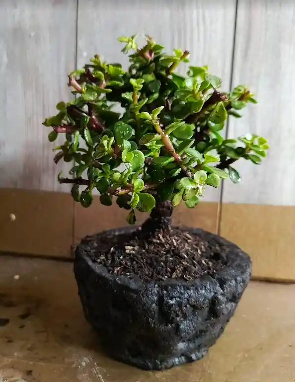 Bonsai En Matera De Concreto Y Piedra - Detalle Con Amor Para Regalo En Fecha Especial, Día Del Padre, Cumpleaños, Aniversarios, Condolencias, Graduación, Felicitación Y Agradecimiento.