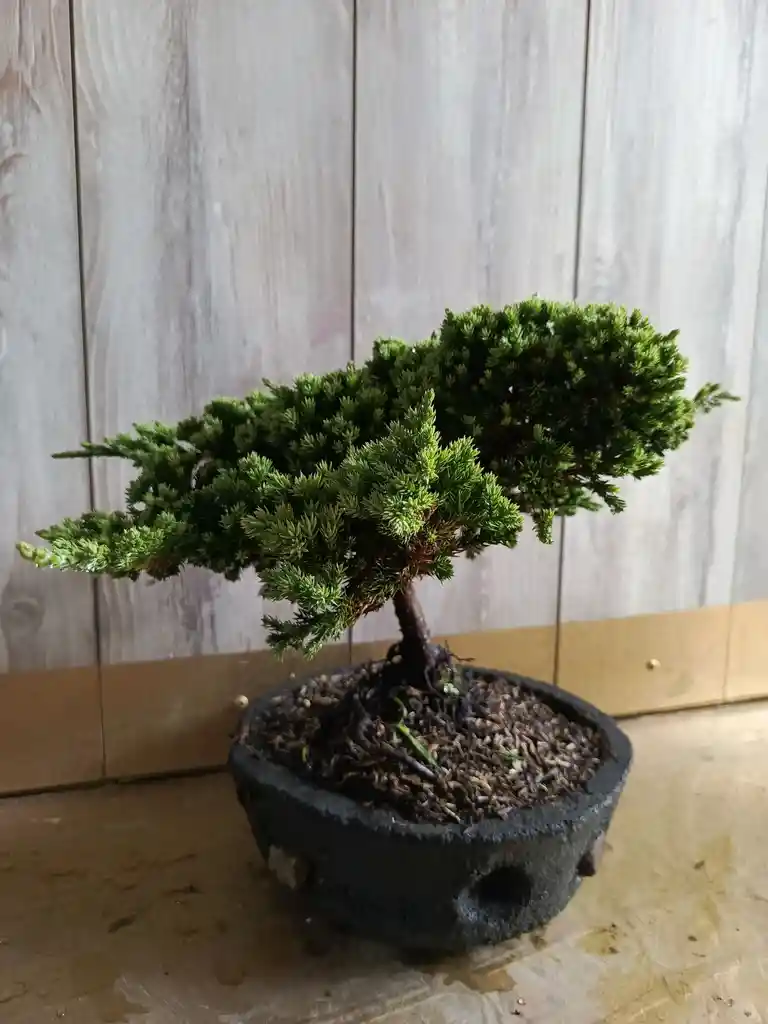 Bonsai En Matera De Concreto Y Piedra - Detalle Con Amor Para Regalo En Fecha Especial, Día Del Padre, Cumpleaños, Aniversarios, Condolencias, Graduación, Felicitación Y Agradecimiento.