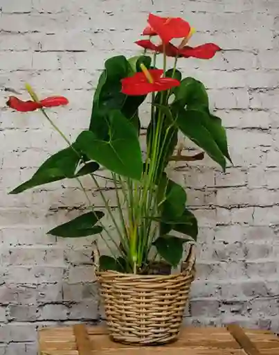 Canasta Con Anturio Rojo