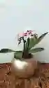 Orquidea Mini Con Matera Ceramica