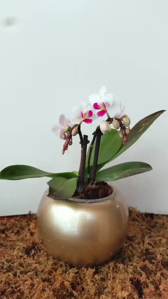 Orquidea Mini Con Matera Ceramica