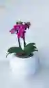 Orquidea Mini Con Matera Ceramica
