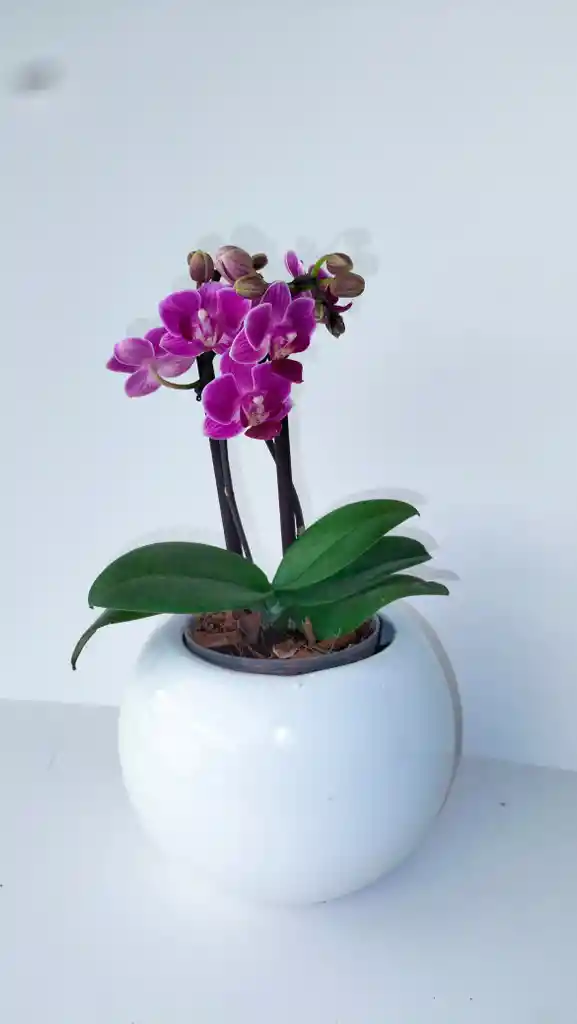 Orquidea Mini Con Matera Ceramica