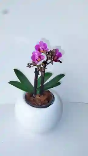 Orquidea Mini Con Matera Ceramica