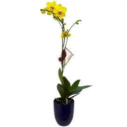 Orquidea 1 Tallo Amarillo Con Matera Ceramica Decorativa