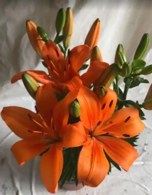 Flores - Lirio Japonés - Detalle Con Amor Para Regalo En Fecha Especial, Amor Y Amistad, Cumpleaños, Aniversarios, Condolencias, Graduación, Felicitación Y Agradecimiento.
