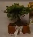 Bonsai Pino En Matera De Barro - Detalle Con Amor Para Regalo En Fecha Especial, Amor Y Amistad, Cumpleaños, Aniversario, Condolencias, Graduación, Felicitación Y Agradecimiento.