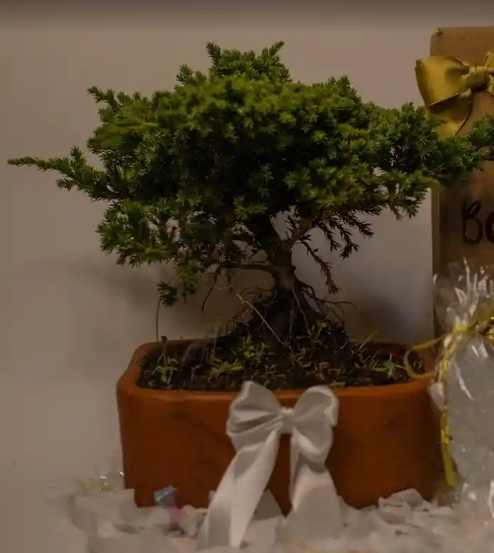 Bonsai Pino En Matera De Barro - Detalle Con Amor Para Regalo En Fecha Especial, Amor Y Amistad, Cumpleaños, Aniversario, Condolencias, Graduación, Felicitación Y Agradecimiento.