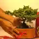 Bonsai Pino En Matera De Barro - Detalle Con Amor Para Regalo En Fecha Especial, Amor Y Amistad, Cumpleaños, Aniversario, Condolencias, Graduación, Felicitación Y Agradecimiento.