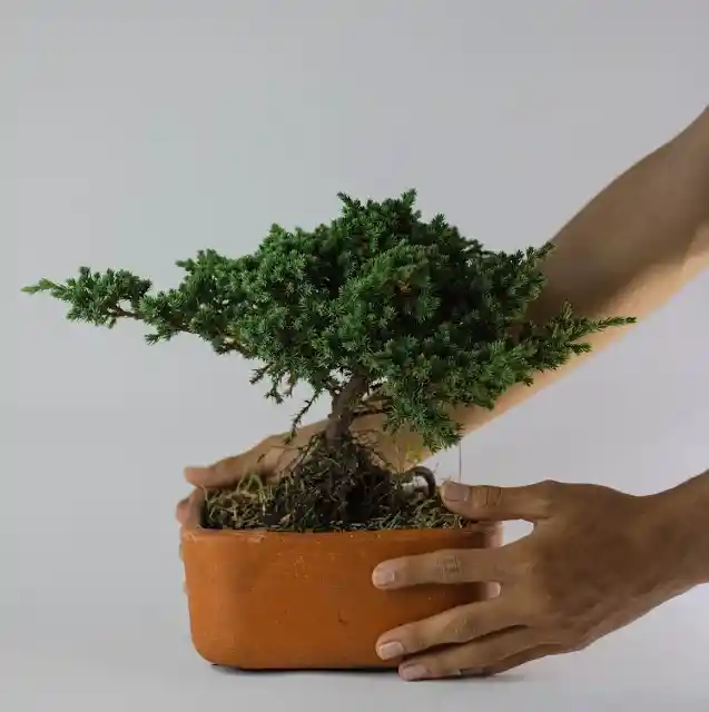 Bonsai Pino En Matera De Barro - Detalle Con Amor Para Regalo En Fecha Especial, Amor Y Amistad, Cumpleaños, Aniversario, Condolencias, Graduación, Felicitación Y Agradecimiento.