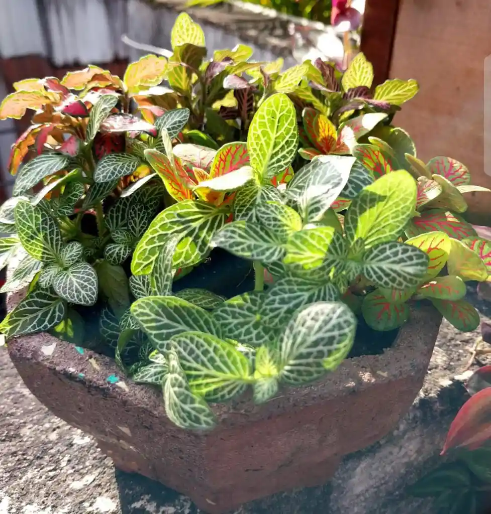 Terrario De Mesa Amor Colorido - Detalle Con Amor Para Regalo En Fecha Especial, Amor Y Amistad, Cumpleaños, Aniversarios, Condolencias, Graduación, Felicitación Y Agradecimiento.