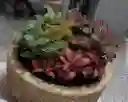 Terrario De Mesa Amor Colorido - Detalle Con Amor Para Regalo En Fecha Especial, Amor Y Amistad, Cumpleaños, Aniversarios, Condolencias, Graduación, Felicitación Y Agradecimiento.